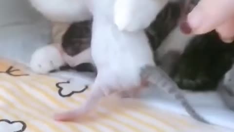 Cute pet