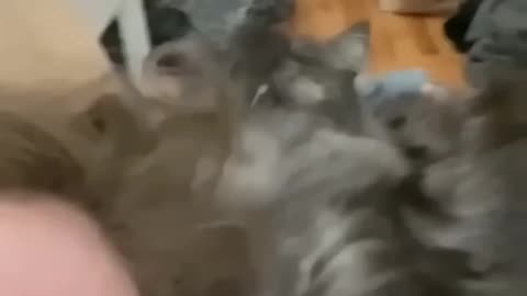 Fanny cat videos