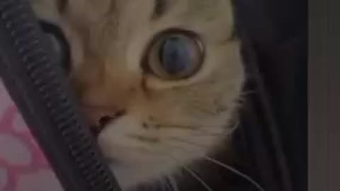 Funny cats & dog #cat #cats #dog #dogs #animals #shorts #short