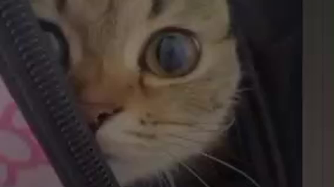 Funny cats & dog #cat #cats #dog #dogs #animals #shorts #short