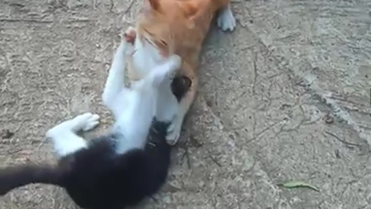 Funny Cats And Dogs