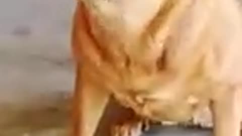 Funny 🐕 🛷 🐶 🦮 funny