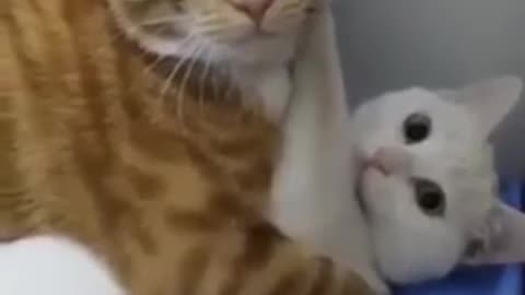 Cozy cats