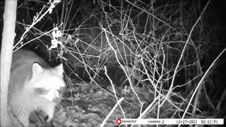 Backyard Trail Cam - Racoon 1