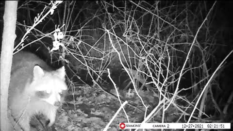 Backyard Trail Cam - Racoon 1