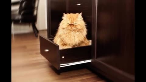 Collection of the most most beautiful cat in the world _ 1 🐻