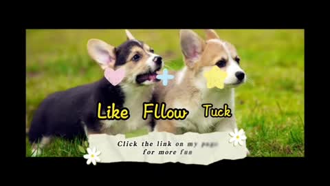 The puppy’s love is always sincere!#puppy #dog #doglover #pet #petlover #animals #Love
