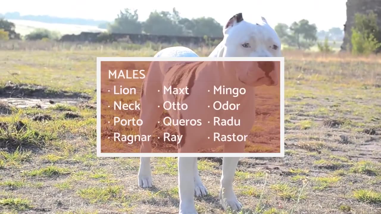 TOP 10 Strongest Dog Names - for Male And Female Dogs!