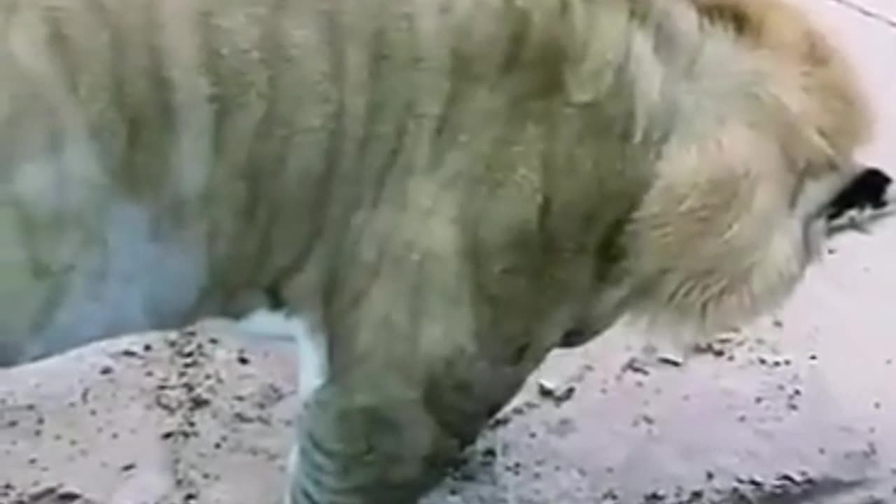 Tate's Adventures in Dubai - The Zoo Part 2 - Tate Snap