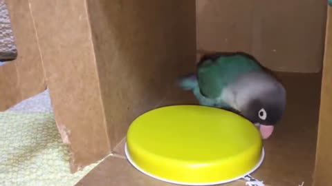 FUNNY PARROTS #2