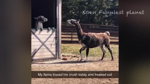 Funny Dogs and Cats videos 2024 Best funny animal videos of the week.