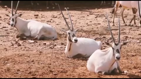 African goats Vs Arabian Goats