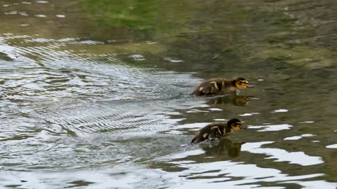 Duck Cub Chick