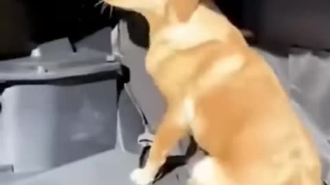 "Prepare to Squee: The Most Adorable and Hilarious Animal Videos of All Time!"