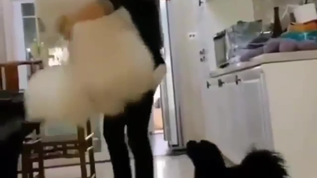 Funny Animal