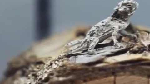 This little chameleon is so cute