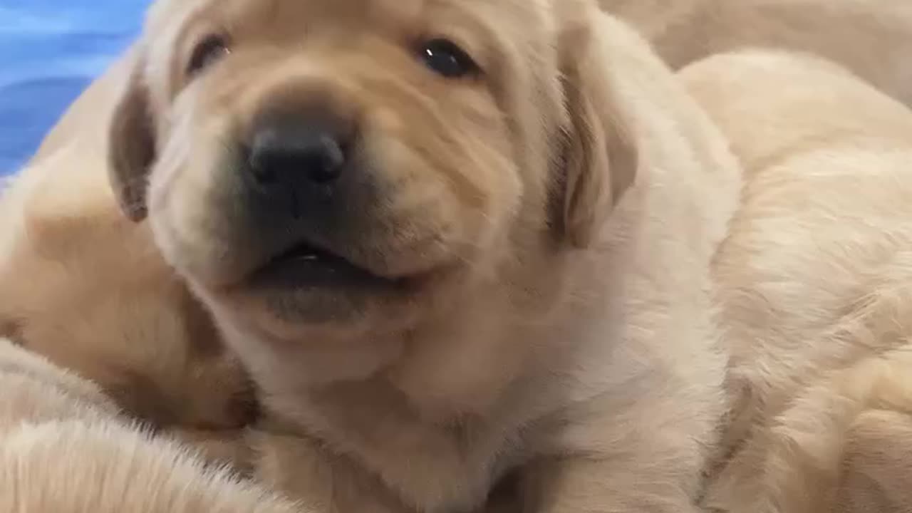 Puppies and Kittens - Filhotinhos - PART 4