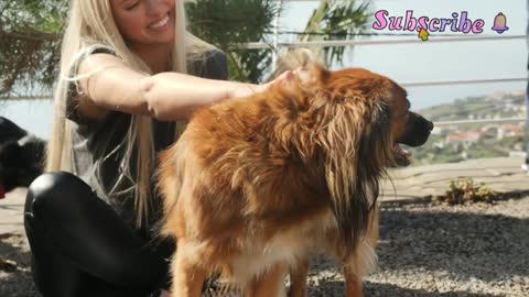 SO CUTE DOG AND MUSIC# SHOTS VIDEO'S 🎵🎵🎵🎵