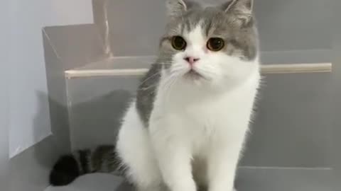 Kucing imut dan lucu