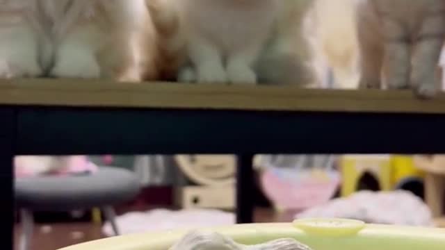 It looks delicious😹