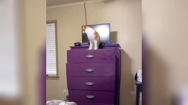 Exclusive treatment of unhappy cats funny videos