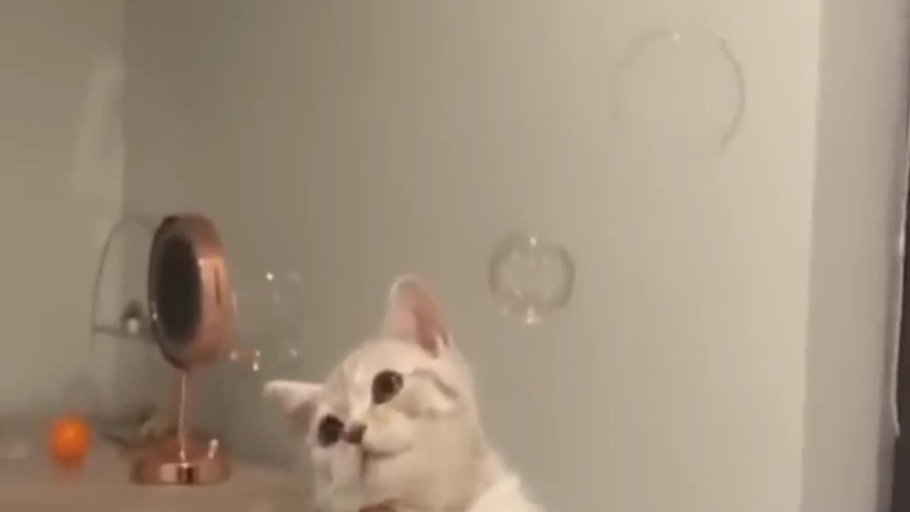 1 Hour Funny Dogs And Cats Videos 😅 - Funniest Animals Videos 2023😇