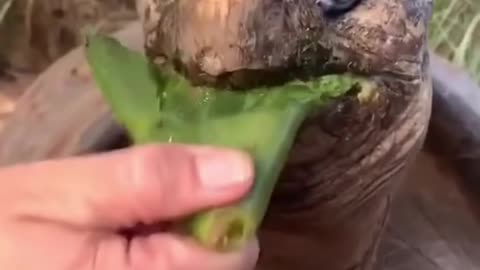 Best Funny Animal Videos of the year (2023), funniest animals ever. relax with cute animals video