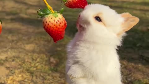 Little rabbit 🐰