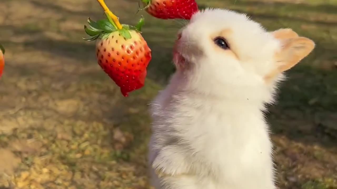 Little rabbit 🐰