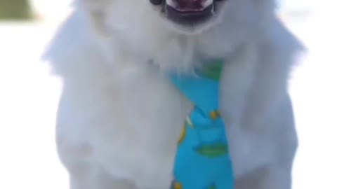 cute dog