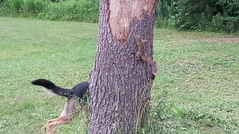 Shepherd Searches in Circles for Squirrel