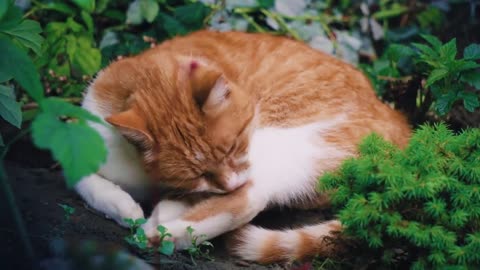 Cute Cat _ Kitten _ Sleeping _ feline _ Big eyes _ Free HD Videos - footage(720P_HD)