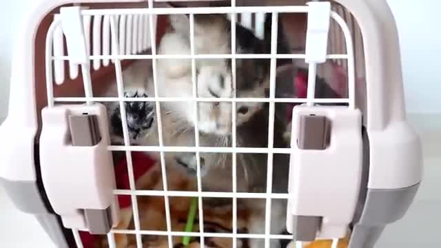 Kitten Kiki's reaction to being vaccinated for the first time was too surprising