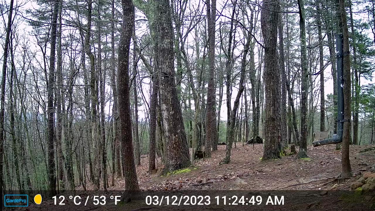 The Woods – 03/13/2023