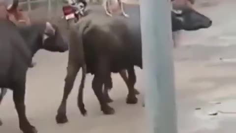 Dog riding a buffalo.