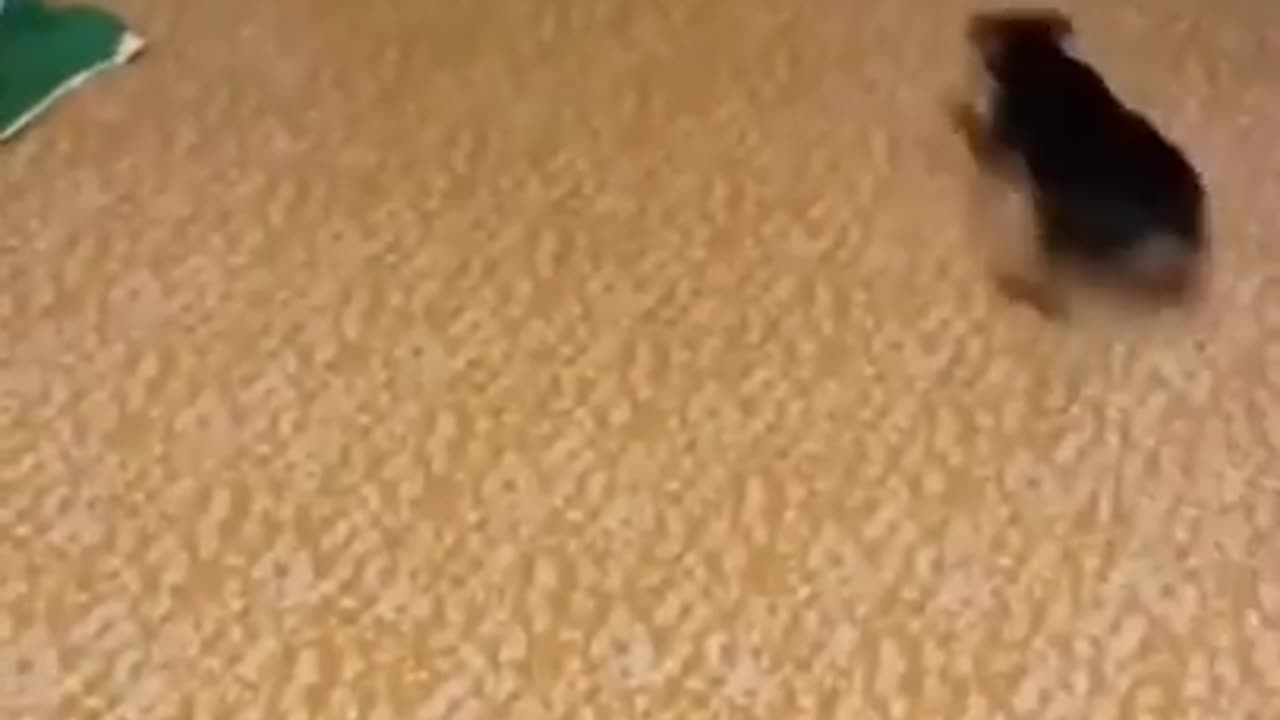 Funny animal ultimate