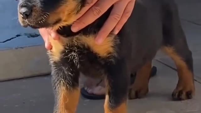 Small puppy of rottweillers breed ...