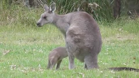 Australian Wildlife- Playful Kangaroo Joey