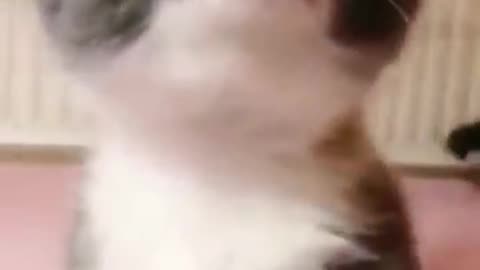 Very nice cute cat