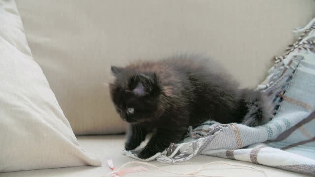 kitten playing with a blanket