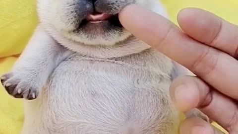 Hey, fat boy, get up🥰🥰🥰🥰🥰🥰