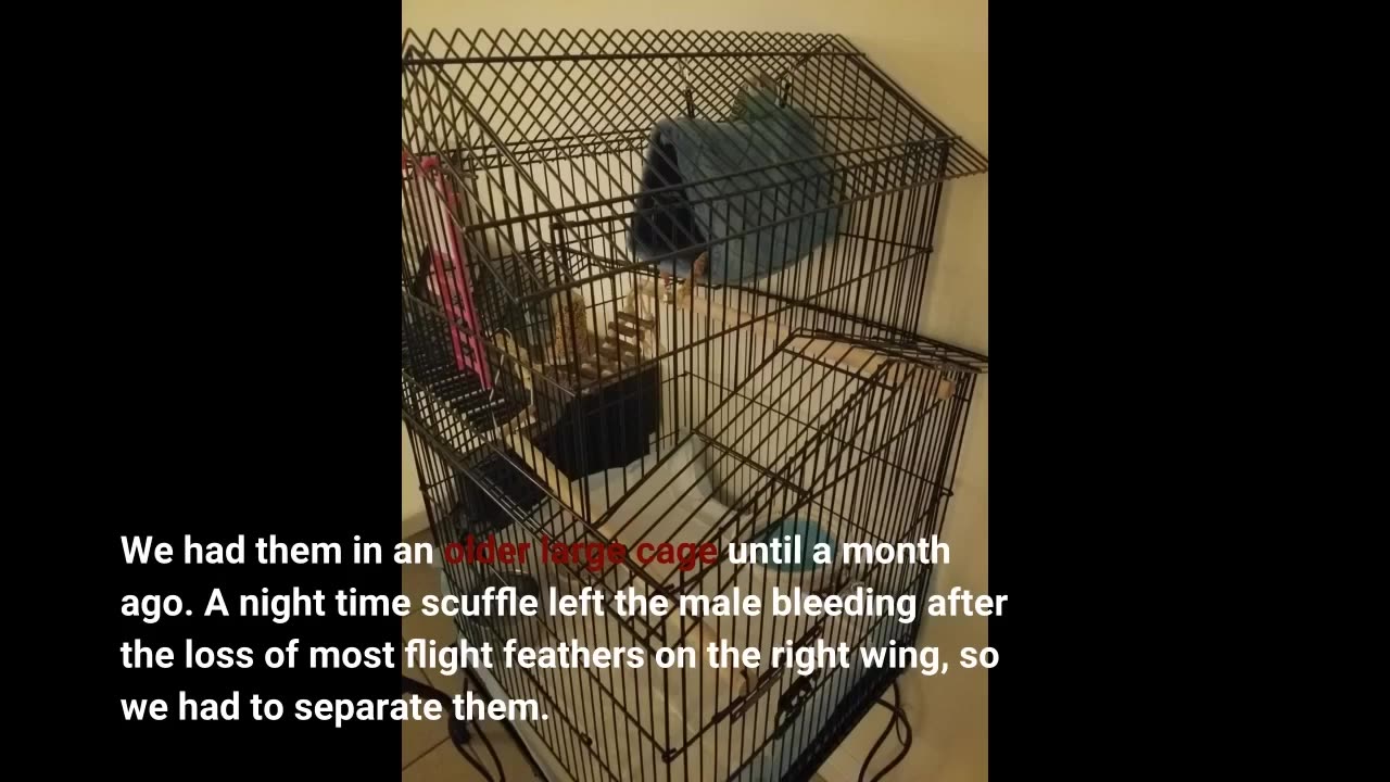 Yaheetech Budgie #Cage 55-inch Rolling Standing Triple Roof-Overview