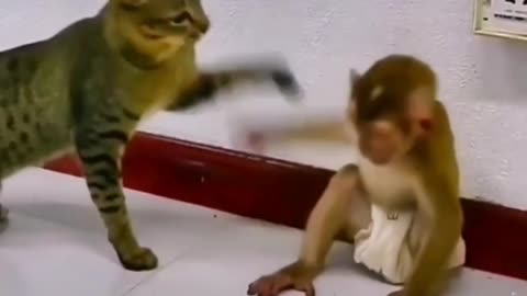 Cat and monkey funny videos #cat #monkey