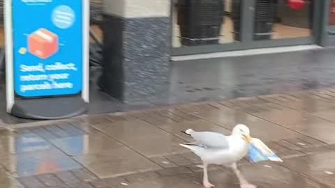 They're evolving! 🥪🤣