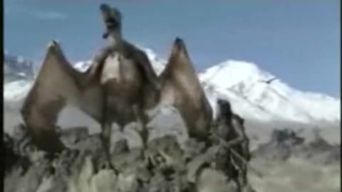 funny animals