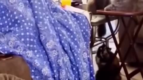 Funny video