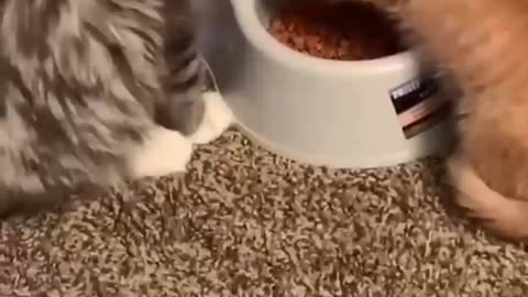 Funniest Animals Shorts #shorts #animals #pets #funny #funnyanimals