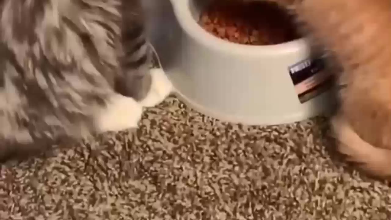 Funniest Animals Shorts #shorts #animals #pets #funny #funnyanimals