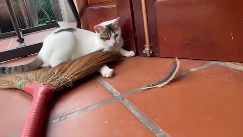 "Purrfection Unleashed: Adorable Baby Cat Moments That Will Melt Your Heart!"