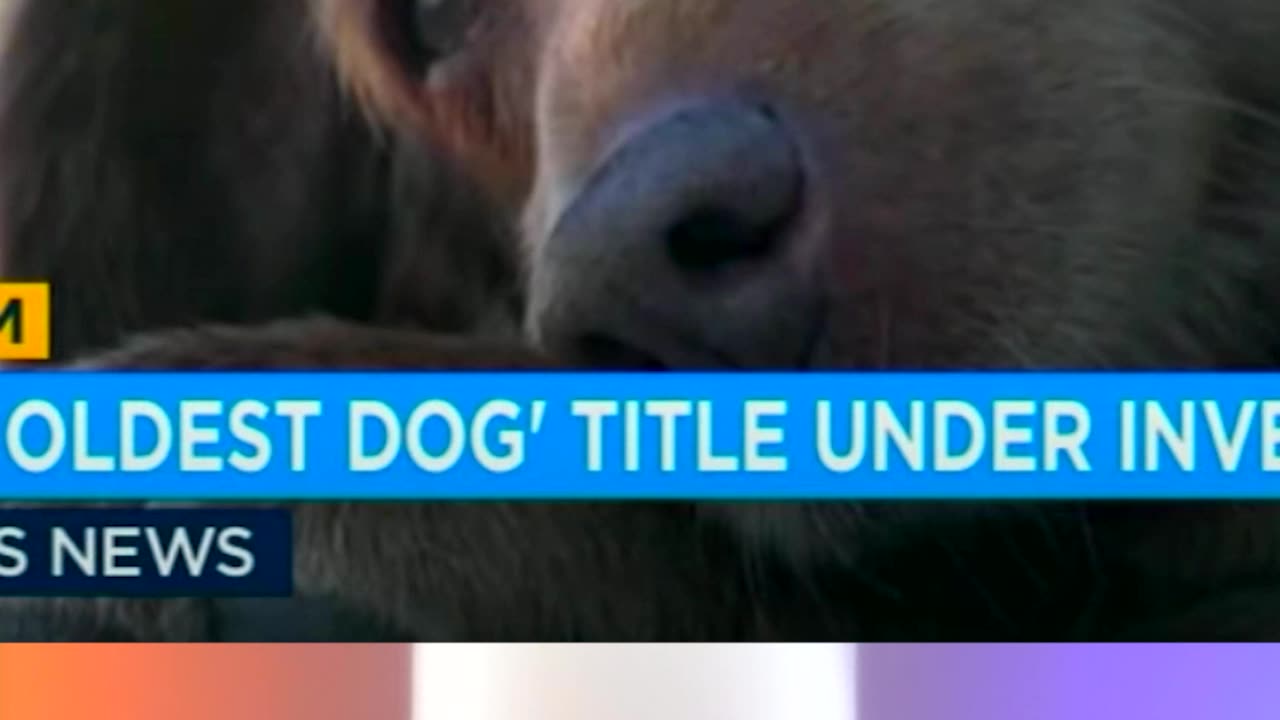 Guinness World Record For Oldest Dog Suspended